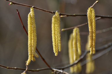 Bahar mevsiminde yaygın ela (Corylus avellana) ön kısımlarda çiçek açar