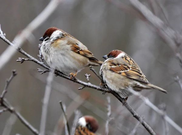 Une Des Espèces Oiseaux Les Communes Moineau Passer Est Assis — Photo