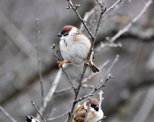 Une Des Espèces Oiseaux Les Communes Moineau Passer Est Assis — Photo