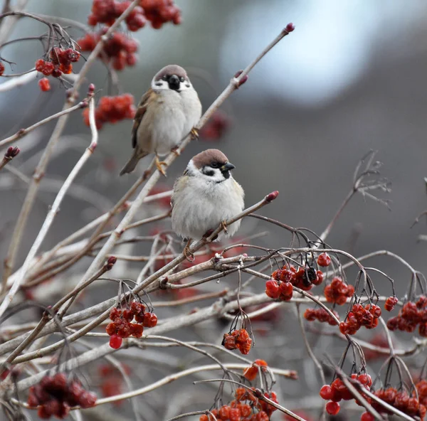 One Most Common Bird Species Sparrow Passer Sits Tree Branch — Stock Photo, Image