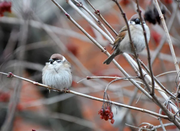Yaygın Kuş Türlerinden Biri Olan Serçe Passer Bir Ağaç Dalında — Stok fotoğraf