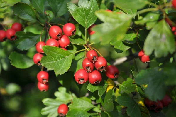 Zweig Mit Reifen Roten Früchten Des Weißdorns — Stockfoto