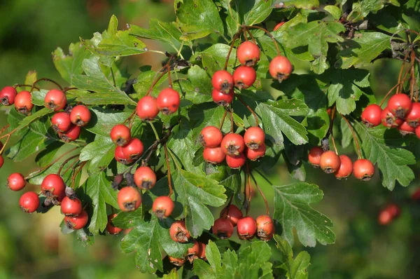 Branche Aux Fruits Rouges Mûrs Aubépine — Photo