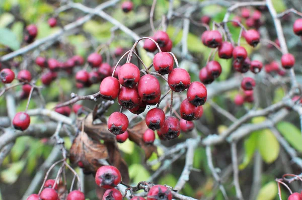 Branche Aux Fruits Rouges Mûrs Aubépine — Photo