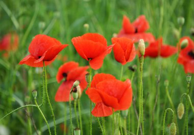Vahşi gelincik (Papaver rhoeas) yazın çiçek açar