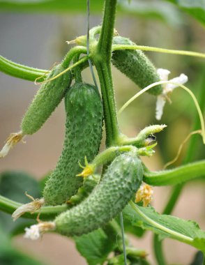 Meyveli ve yapraklı salatalıklar seralarda yetişir.
