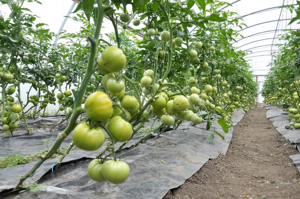 Tomates São Cultivados Estufa Policarbonato Solo Orgânico — Fotografia de Stock