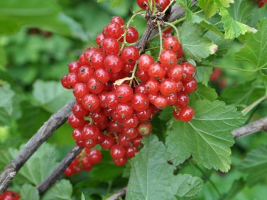 Dal dalında olgun kırmızı frenk üzümü (Ribes rubrum))