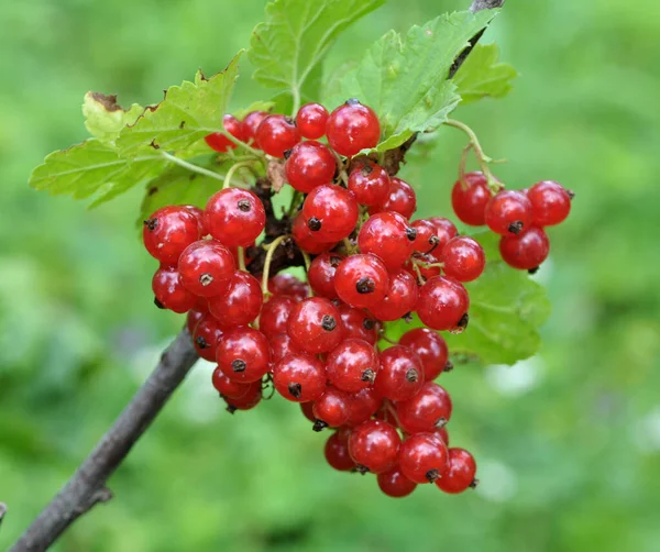 Tak Bosbessen Zijn Rijp Rode Bes Ribes Rubrum — Stockfoto