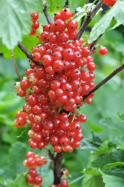 Sur Branche Baies Brousse Sont Mûrs Groseille Rouge Ribes Rubrum — Photo