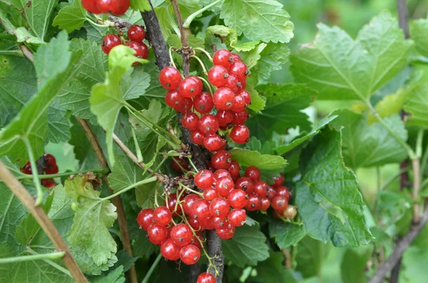 Ramo Arbusto Bagas São Groselha Vermelha Madura Ribes Rubrum — Fotografia de Stock