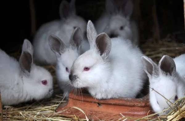Молодые Кролики Калифорнийского Бри — стоковое фото