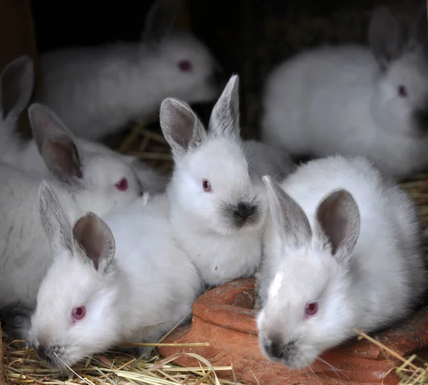 Молодые Кролики Калифорнийского Бри — стоковое фото