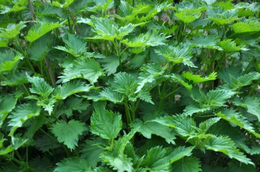 Yeşil yapraklı ısırgan otları doğal çalılıklarda yetişir (Urtica dioica)..