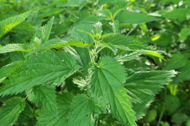 Yeşil yapraklı ısırgan otları doğal çalılıklarda yetişir (Urtica dioica)..