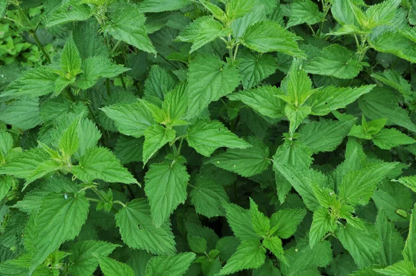 Jelatang Dioecious Urtica Dioica Dengan Daun Hijau Tumbuh Semak Alami — Stok Foto