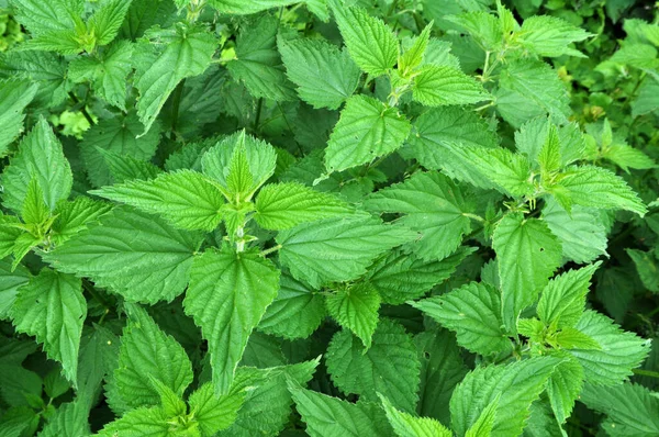 Ortiga Dioica Urtica Dioica Con Hojas Verdes Crece Matorrales Naturales — Foto de Stock