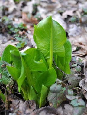 Arum ilkbaharın başlarında ormanda yetişir..