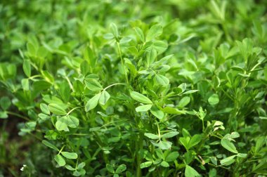 Bahar tarlasında genç yoncalar büyür.