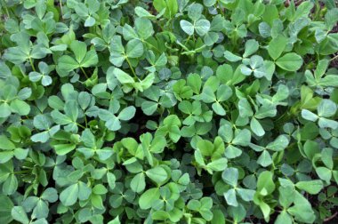 Bahar tarlasında genç yoncalar büyür.