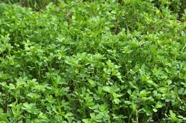 Bahar tarlasında genç yoncalar büyür.