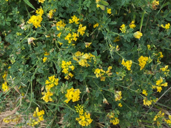 Sierp Lucernowy Medicago Falcata Kwitnie Naturze — Zdjęcie stockowe