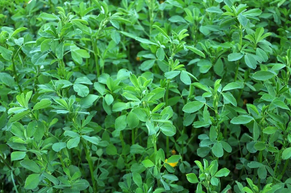 Våren Gården Fält Unga Alfalfa Växer — Stockfoto