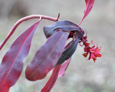 İlkbaharın başlarında ormanda yabani otlar yetişir (Euphorbia amigdaloids)