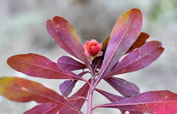 Lkbaharın Başlarında Ormanda Yabani Otlar Yetişir Euphorbia Amigdaloids — Stok fotoğraf