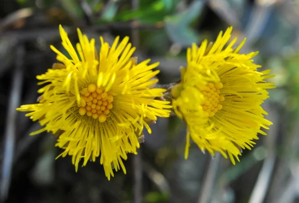 Przyrodzie Kwitną Wczesną Wiosną Miód Leki Roślin Coltsfoot Tussilago Farfara — Zdjęcie stockowe