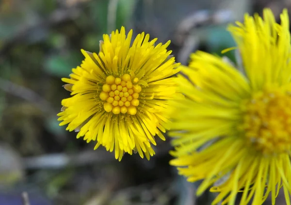 Przyrodzie Kwitną Wczesną Wiosną Miód Leki Roślin Coltsfoot Tussilago Farfara — Zdjęcie stockowe