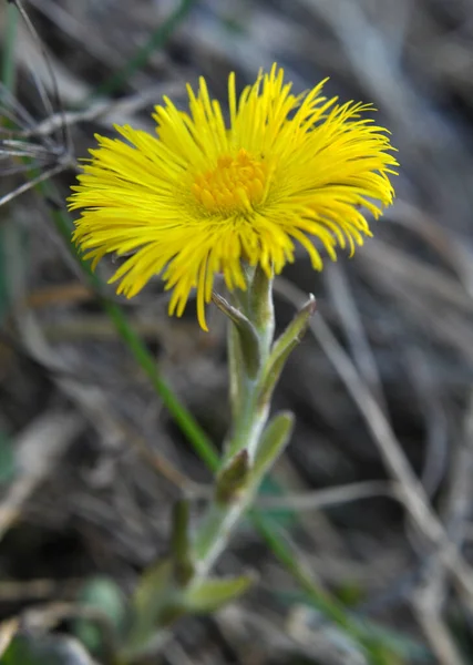 Natura Fioritura All Inizio Della Primavera Miele Medicinali Pianta Coltsfoot — Foto Stock