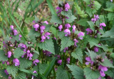 Vahşi, sağır, ısırgan otu morunda çiçek açar (Lamium purpureum))