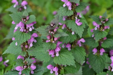 Vahşi, sağır, ısırgan otu morunda çiçek açar (Lamium purpureum))