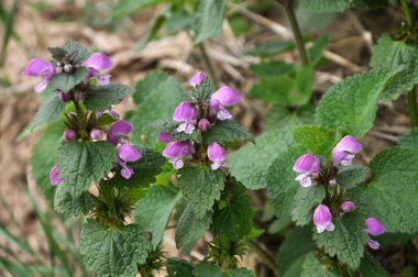 Vahşi, sağır, ısırgan otu morunda çiçek açar (Lamium purpureum))