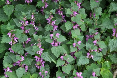 Vahşi, sağır, ısırgan otu morunda çiçek açar (Lamium purpureum))