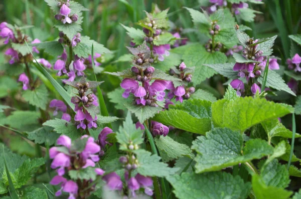 Kwitnie Dzikiej Pokrzywie Fioletowej Lamium Purpureum — Zdjęcie stockowe