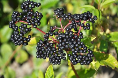 Yaban mersinlerinde olgun siyah çimenli yaşlı (Sambucus ebulus))