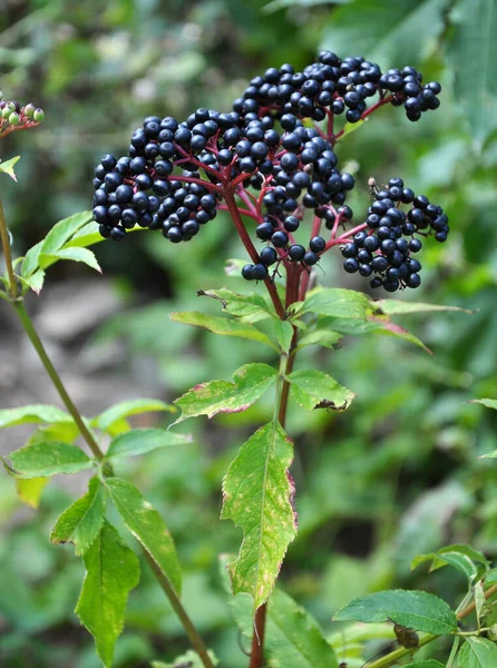 Volné Přírodě Zralé Bobule Černém Travnatém Starci Sambucus Ebulus — Stock fotografie