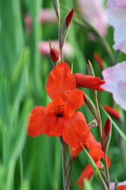 Yazın, gladiolus çiçek tarhında açar.