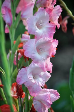 Yazın, gladiolus çiçek tarhında açar.