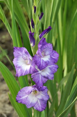 Yazın, gladiolus çiçek tarhında açar.