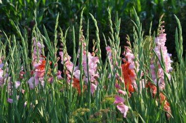 Yazın, gladiolus çiçek tarhında açar.