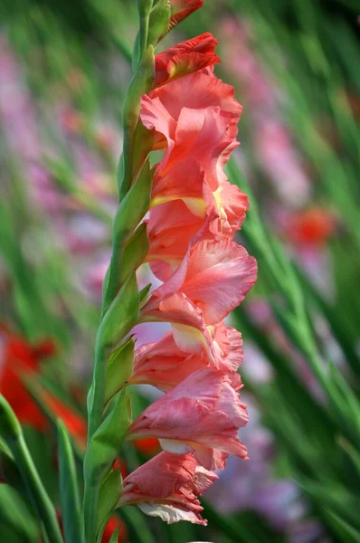 Latem Gladiolus Kwitnie Kwietniku — Zdjęcie stockowe