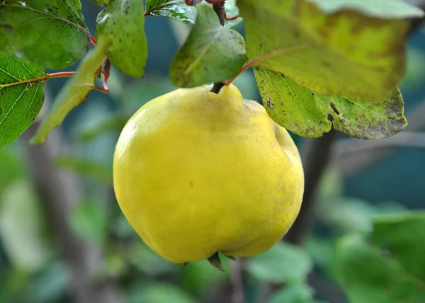 Marmelos Amadurecem Ramo Arbusto — Fotografia de Stock