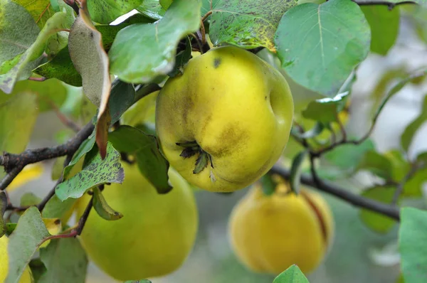 Marmelos Amadurecem Ramo Arbusto — Fotografia de Stock