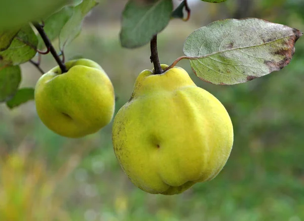 Marmelos Amadurecem Ramo Arbusto — Fotografia de Stock