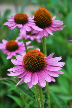 Bloom in nature perennial plant from the family of aster echinacea purpure clipart
