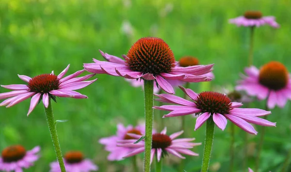 Kwitną Przyrodzie Wieloletnia Roślina Rodziny Astry Purpure Echinacea — Zdjęcie stockowe