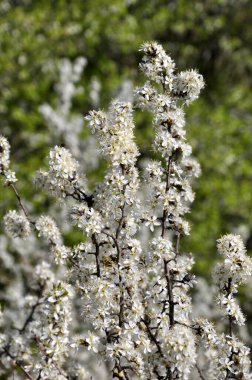 İlkbaharda vahşi doğada kara dikenler çiçek açar.